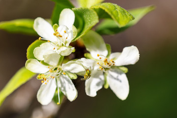 Apfelblüten blühen an Apfelbaum, Nahaufnahme Blütenblätter
