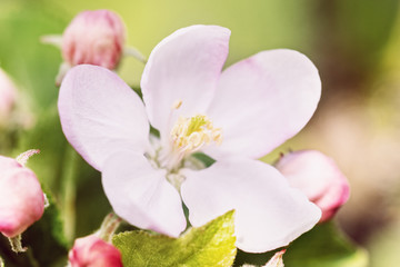 Closeup Knospen und Blüte von einem Apfelbaum, Frühling und Apfelblüte
