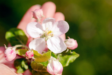 Nahaufnahme, Hand mit Knospen und Blüten von einem Apfelbaum
