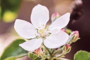 Fototapeta na wymiar Nahaufnahme Blütenblatt von einem Apfelbaum, Blütezeit und Frühling