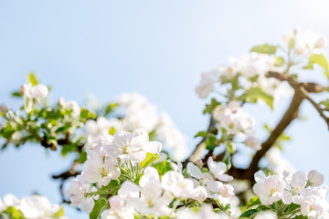 Blütezeit von einem Apfelbaum, viele Blüten und Knospen vor blauem Himmel