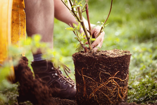 Gartenarbeit anpflanzen oder einpflanzen von Topfpflanze in den Garten