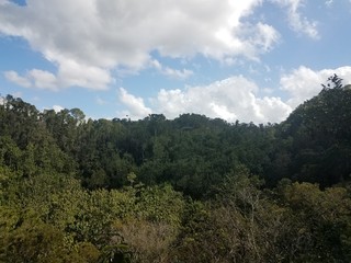 green trees and plants and wood observation tower in the Guajataca forest in Puerto Rico