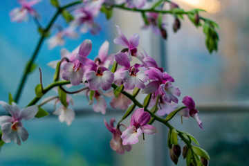 Purple, white orchids