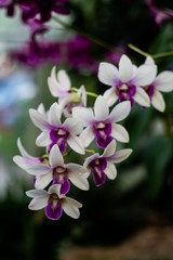 Fototapeta premium White and Purple orchid