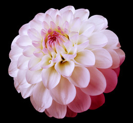 flower white-pink dahlia  black isolated background with clipping path. Dew on petals.