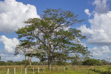 Fototapeta premium beautiful landscape in venezuela