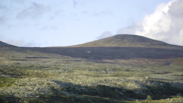 Shouting Seagull is flying over a small lake through a picturesque village in the Rondane Nationalpark in the scenic Norwegian mountains in slow motion at sunset.
