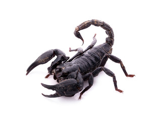 Scorpion on white background