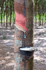 Rubber Tree Plantation.