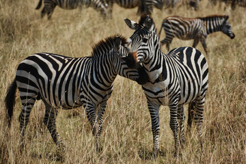 Naklejka na ściany i meble Two zebras nuzzling in the Serengeti