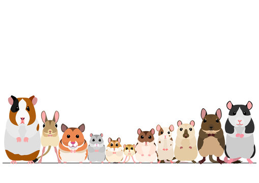 border of pet rodents