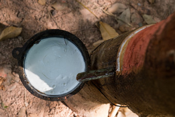 Rubber Tree Plantation.