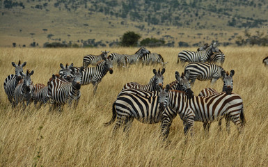 Fototapeta na wymiar Many zebras keeping an eye out for predators in the Serengeti