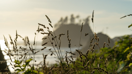 Obraz premium Early morning at iconic La Push in Olympic National Park