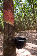 Rubber Tree Plantation.