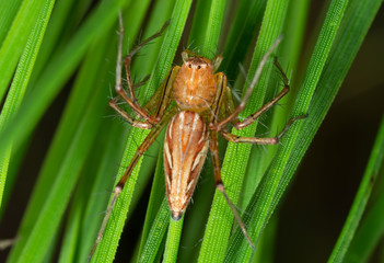 Macro Photo of Jumping Spider on Green Leaves