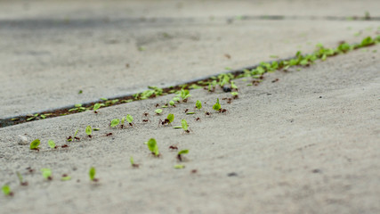 Red cutter ants carrying freshly cut green leaves on a path crossing the road