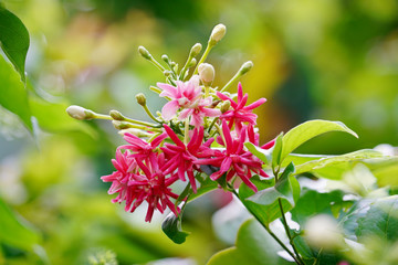 Bouquet of beautiful soft pink, red and white rangoon creeper or drunken sailor flower with fresh green leaves background.