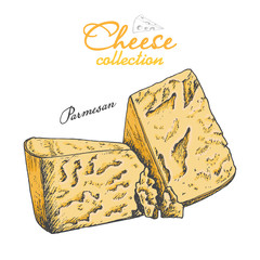 Vector background with cheese