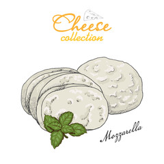 Vector background with cheese