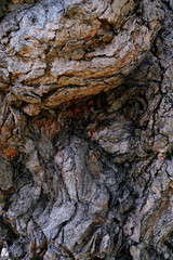 Old grunge natural brown trunk textured, close up surface background.