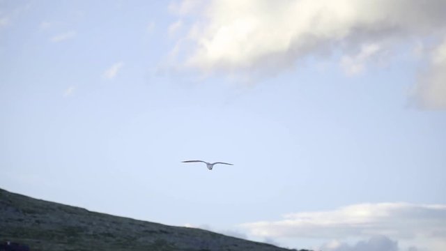Shouting Seagull is flying over a small lake through a picturesque village in the Rondane Nationalpark in the scenic Norwegian mountains in slow motion at sunset.
