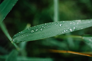 Beautiful green grass with dew and transparent rain water. Seasonal concept - summer morning. Large drops on a green texture leaf, macro in nature. Natural background. Spring.
