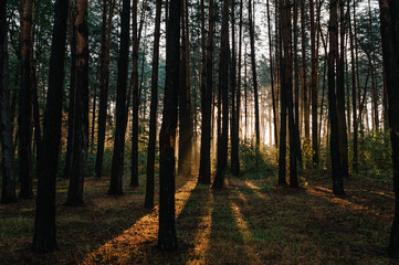 Fototapeta premium Natural forest of spruce trees. Vivid morning through fog in colorful forest with sun rays through branches of trees create mystic Atmosphere. Scenery of nature with sunlight into the forest.