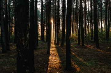 Natural forest of spruce trees. Vivid morning through fog in colorful forest with sun rays through branches of trees create mystic Atmosphere. Scenery of nature with sunlight into the forest.