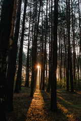 Natural forest of spruce trees. Vivid morning through fog in colorful forest with sun rays through branches of trees create mystic Atmosphere. Scenery of nature with sunlight into the forest.