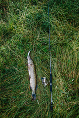 Great catch, pike with spinning lies on grass. fish, spoon. perch on hooks. fishing bait. close up. throw-line. fishing rod. Fishing background. Good catch. Trophy fish. angler. headshot.