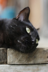 gato pantera © Christopher