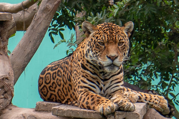 Obraz premium Jaguar odpoczywa na platformie drzewa w Parque de las Leyendas Zoo w Limie, Peru, Ameryka Południowa