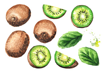 Kiwi fruit set. Watercolor hand drawn illustration  isolated on white background
