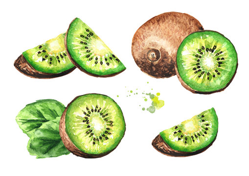 Ripe kiwi fruit set. Watercolor hand drawn illustration  isolated on white background