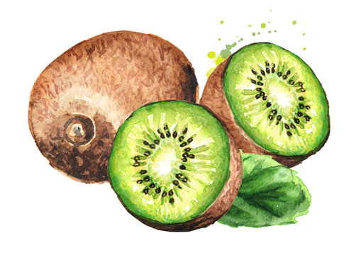 Ripe kiwi fruit with leaf. Watercolor hand drawn illustration  isolated on white background