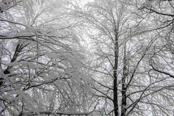 Beautiful Winter Forrest Nature Landscape. Branches of Trees Covered White Clean Snow