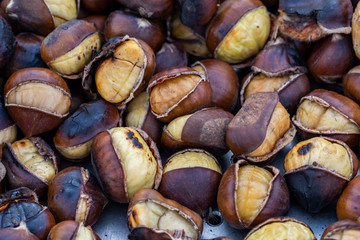 Green natural Chestnut