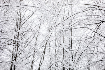 Beautiful Winter Forrest Nature Landscape. Branches of Trees Covered White Clean Snow