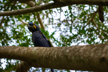 macaw on the tree