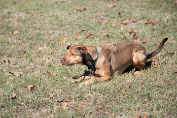 dog ready to pounce