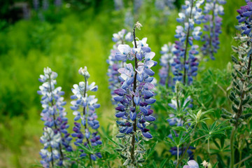 blue forget me not flowers alaska