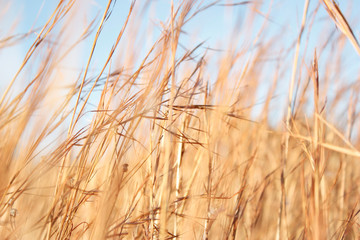 golden hay field with blue sky