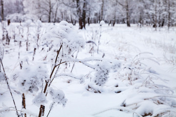Fototapeta na wymiar Beautiful forest after a snowfall.