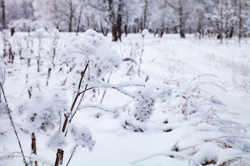 Beautiful  forest after a snowfall.