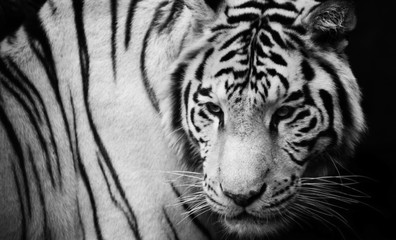 white tiger medium shot