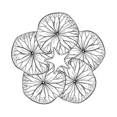 Exotic lotus leaves black and white decorative motif
