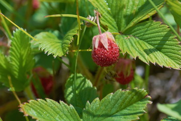 strawberries in the meadov