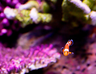 Clown fish In the midst of corals